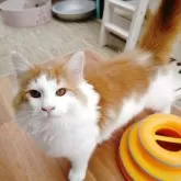 ノルウェージャンフォレストキャット【京都府・男の子・2025年5月26日・レッドクラシックタビー&ホワイト】の写真3