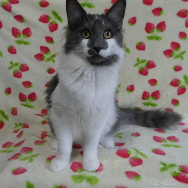 ID：2407-02722の子猫