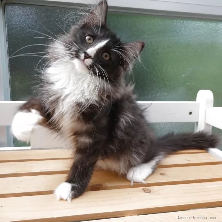ID:2507-01129の子猫