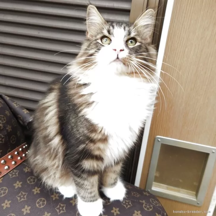 ノルウェージャンフォレストキャット【京都府・男の子・2025年5月26日・ブラウンクラシックタビー&amp;ホワイト】の写真1「お目目くりくりです。」