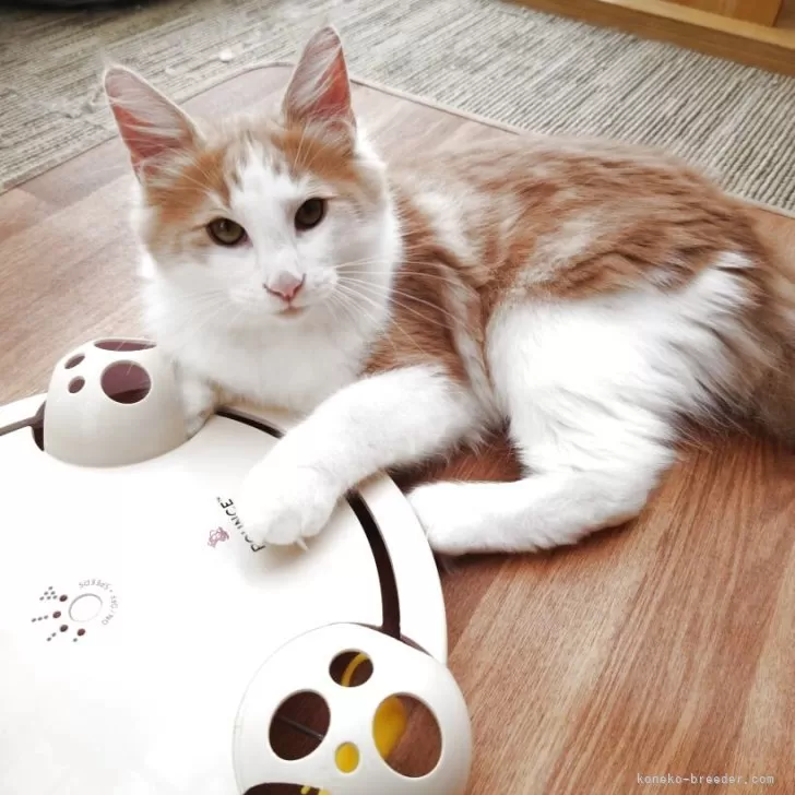 ノルウェージャンフォレストキャット【京都府・男の子・2025年5月26日・クリームクラシックタビー&amp;ホワイト】の写真1「食欲旺盛で元気な子です。」