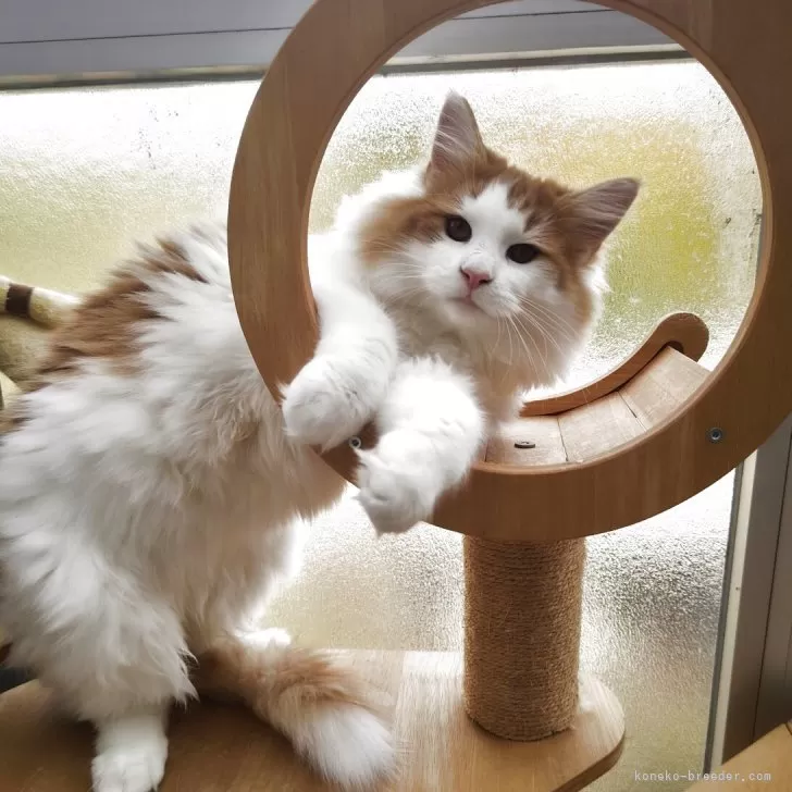 ノルウェージャンフォレストキャット【京都府・男の子・2025年5月26日・レッドクラシックタビー&amp;ホワイト】の写真1「１番大きい男の子」