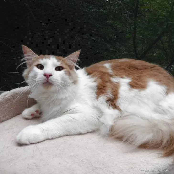 ID：2409-02402の子猫