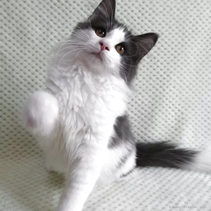 ID：2507-01128の子猫