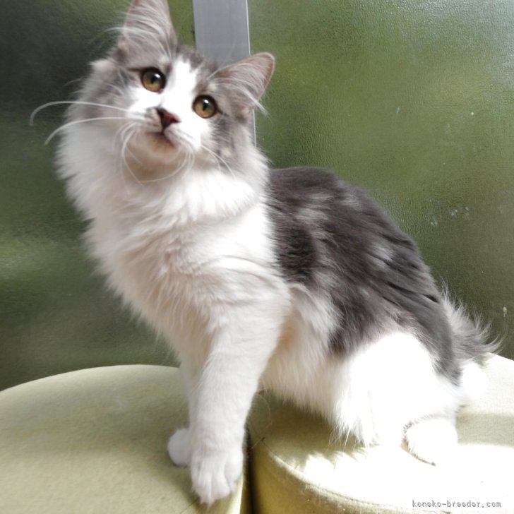 ブリーダー画像