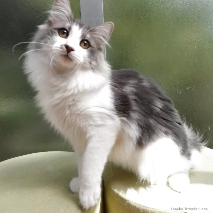 ノルウェージャンフォレストキャット【京都府・男の子・2025年2月8日・ブルータビー&ホワイト】の写真1「とっても甘えたです」