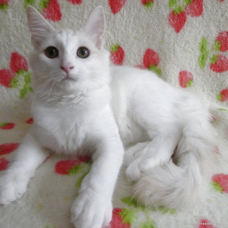 ひーたんページ【北欧フォレスト☆お月見猫ちゃん】【エッフェル塔猫ちゃん】 ねこ#猫#cat#ねこすたぐらむ#catstagram #もふもふ猫ちゃん#長毛