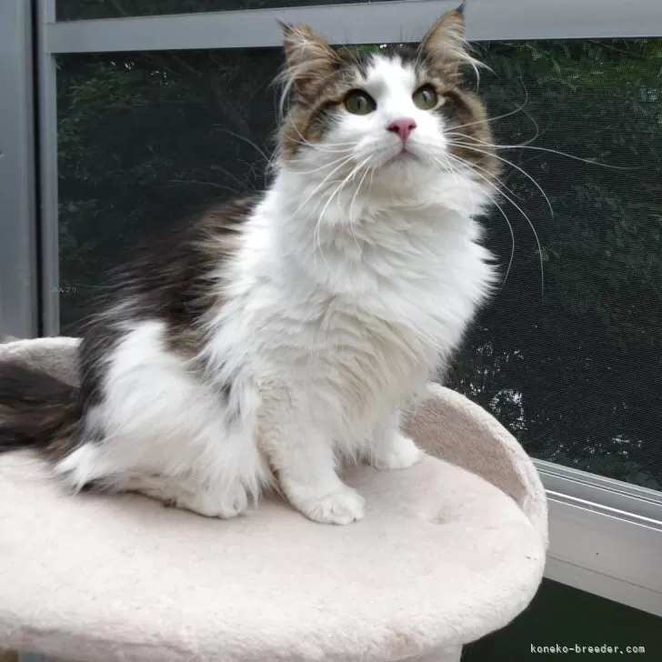 ID:2405-01355の子猫