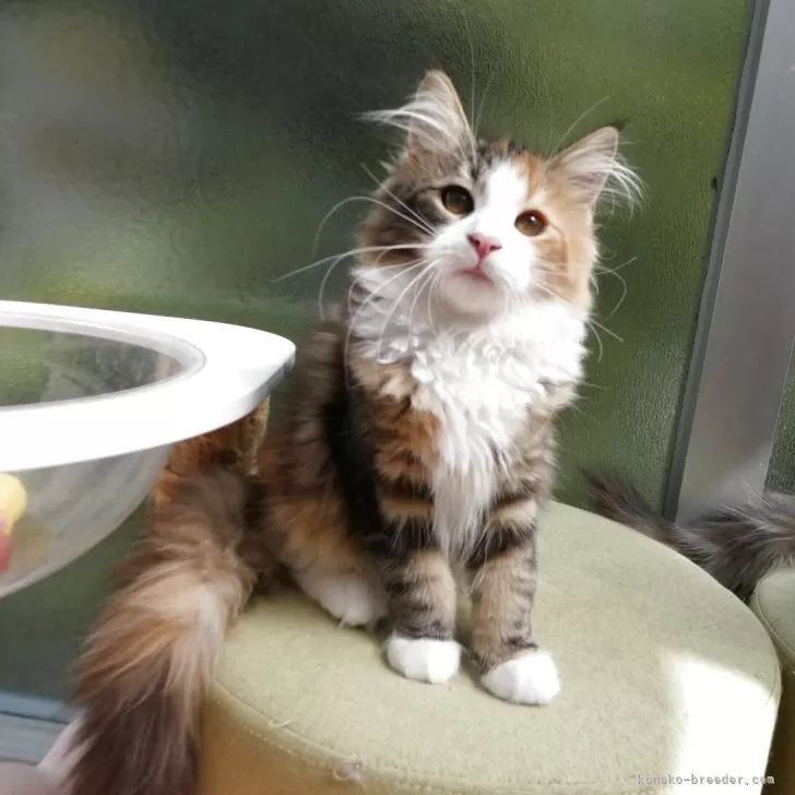 ID：2507-02990の子猫