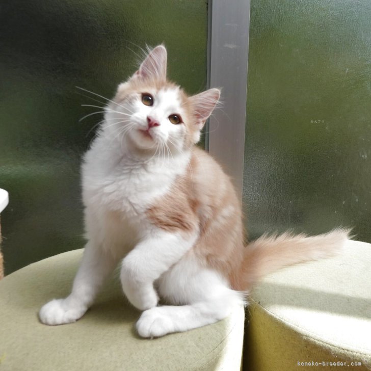 ブリーダー画像