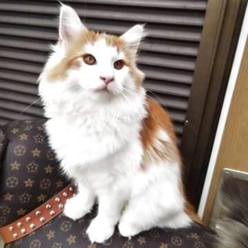 ノルウェージャンフォレストキャット【京都府・男の子・2025年5月26日・レッドクラシックタビー&ホワイト】の写真「直ぐにお渡し可能です♪(11/15迄10％OFF)」