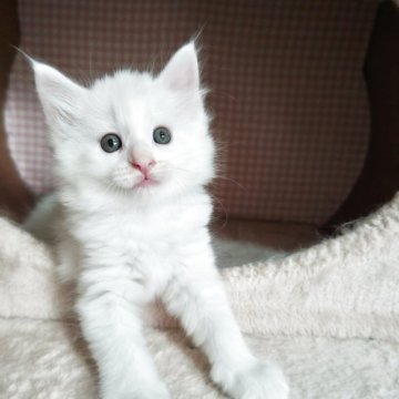 ノルウェージャンフォレストキャット