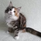 ノルウェージャンフォレストキャット
