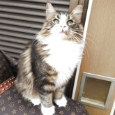 ノルウェージャンフォレストキャット