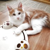 ノルウェージャンフォレストキャット