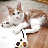 ノルウェージャンフォレストキャット