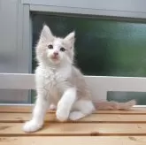 ノルウェージャンフォレストキャット
