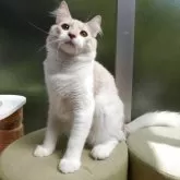 ノルウェージャンフォレストキャット