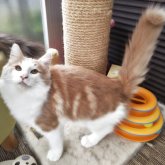 ノルウェージャンフォレストキャット