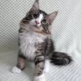 ノルウェージャンフォレストキャット
