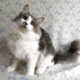 ノルウェージャンフォレストキャット