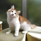 ノルウェージャンフォレストキャット