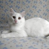ノルウェージャンフォレストキャット