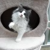 ノルウェージャンフォレストキャット
