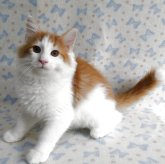 ノルウェージャンフォレストキャット