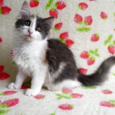 ノルウェージャンフォレストキャット