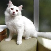 ノルウェージャンフォレストキャット