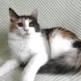 ノルウェージャンフォレストキャット