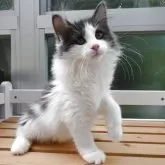 ノルウェージャンフォレストキャット【京都府・女の子・2025年4月22日・ブルー&ホワイト】の写真5
