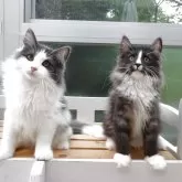 ノルウェージャンフォレストキャット【京都府・女の子・2025年4月22日・ブルー&ホワイト】の写真7