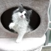 ノルウェージャンフォレストキャット【京都府・女の子・2025年4月22日・ブルー&ホワイト】の写真11