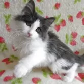 ノルウェージャンフォレストキャット【京都府・女の子・2025年4月22日・ブルー&ホワイト】の写真8