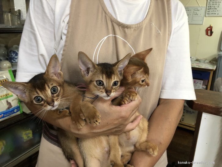 アビシニアンのチビ猫ちゃん勢揃い 林良子ブリーダー みんなの子猫ブリーダー アビシニアンのチビ猫ちゃん勢揃い 林良子ブリーダー みんなの子猫ブリーダー