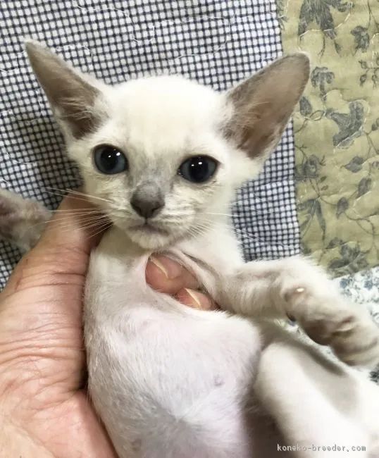 ID:1812-00233の子猫