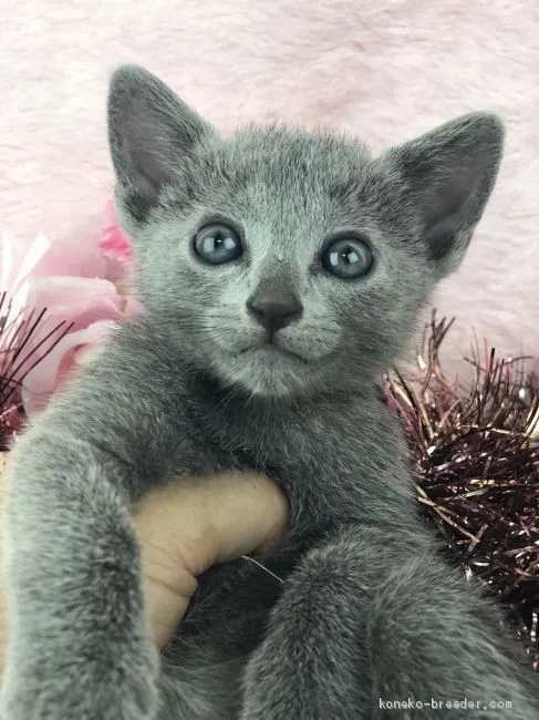 Ｉ 様のお迎えした子猫