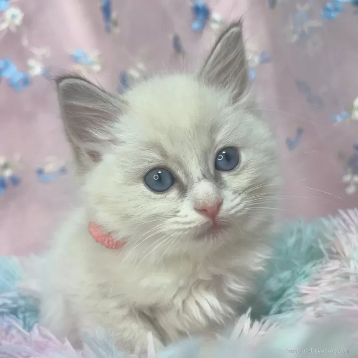 ID:2401-00356の子猫