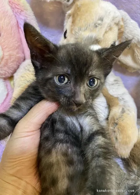 ID:2108-02116の子猫