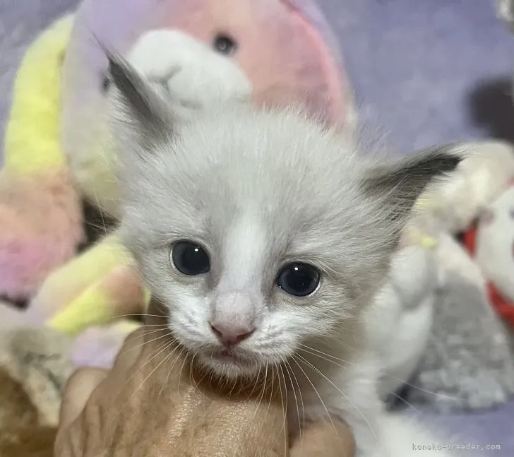 ID：2202-01737の子猫
