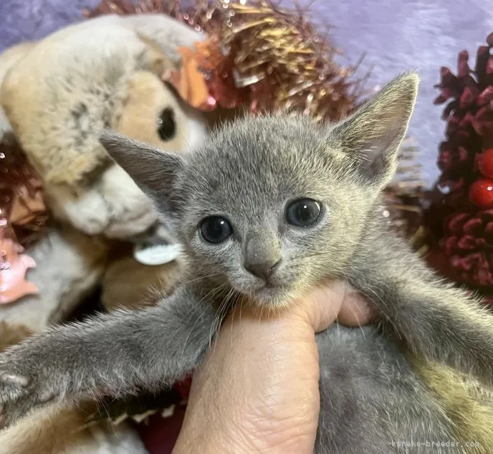 N.K 様のお迎えした子猫