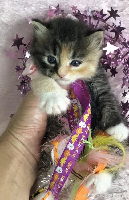 ID：1909-00450の子猫