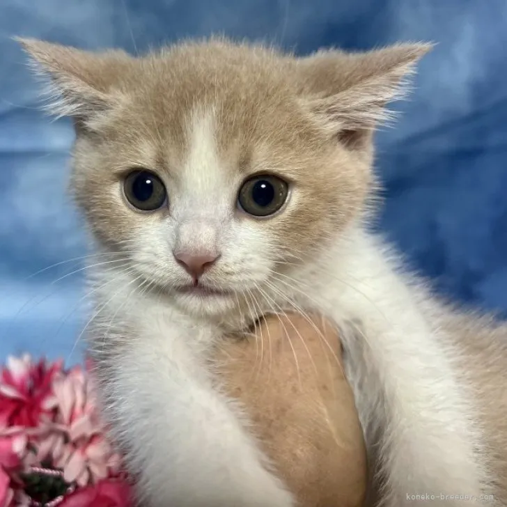 ID：2304-03537の子猫