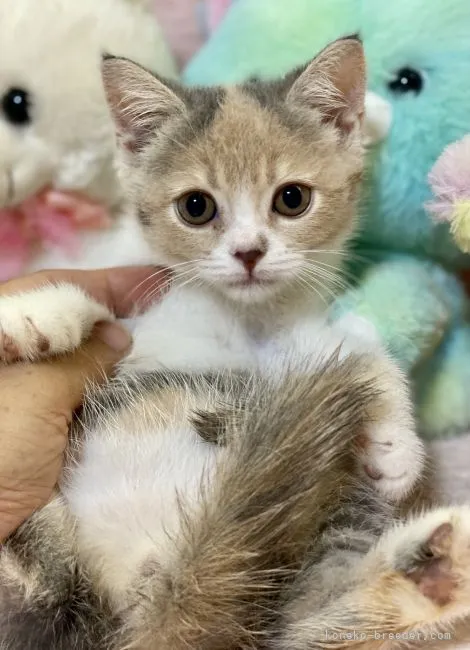 ID：2105-01802の子猫