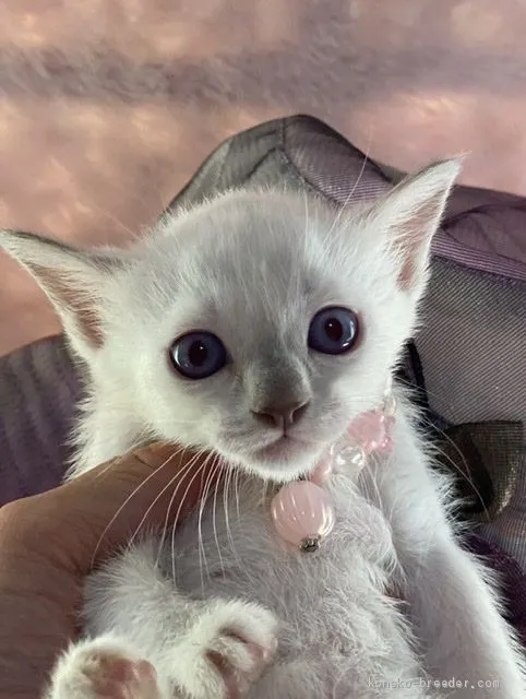 レフ 様のお迎えした子猫