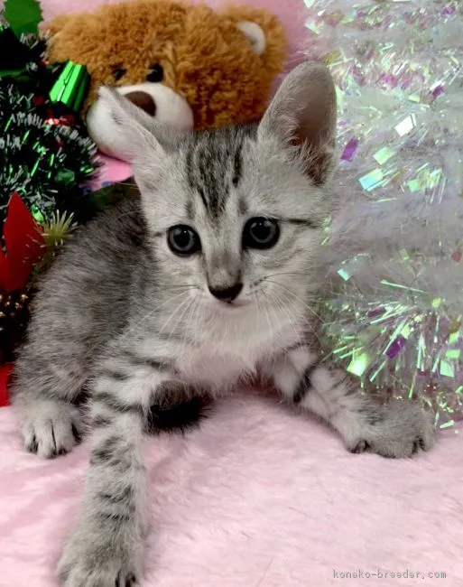 ID：1811-00420の子猫