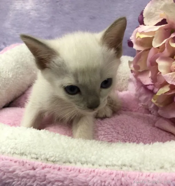 ID:1803-00826の子猫