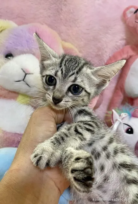 ID:2008-00896の子猫